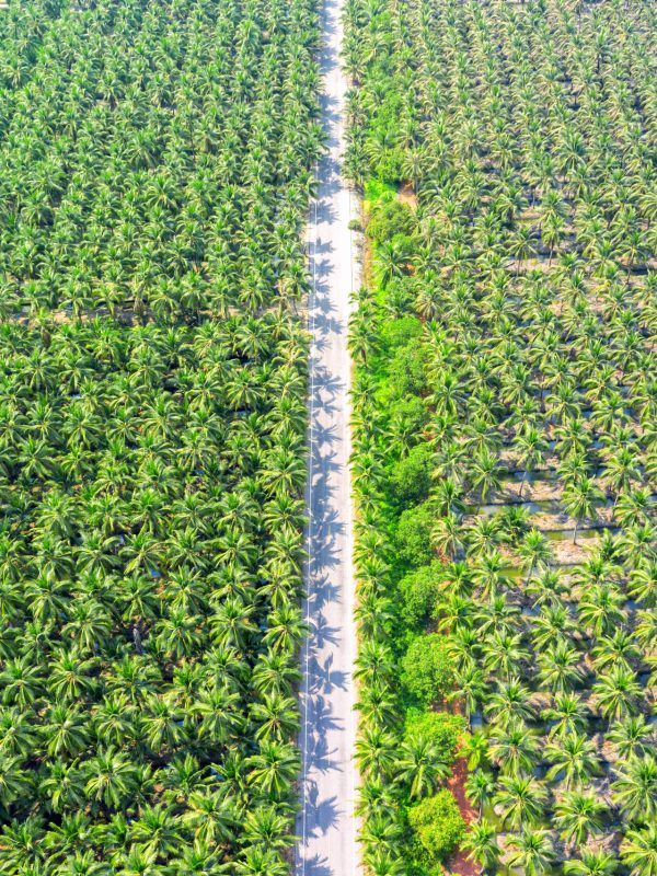 Aerial view of coconut palm trees plantation and the road.